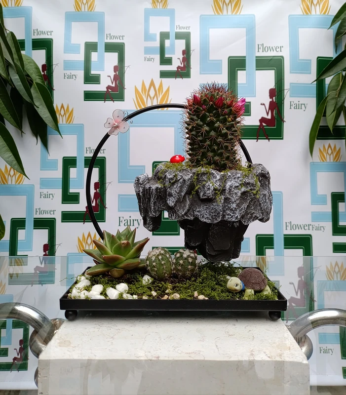 אי סוקולנטים