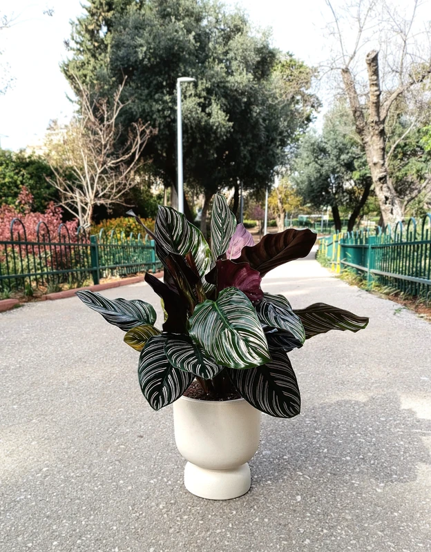 קלתאה אורנתה כולל כלי