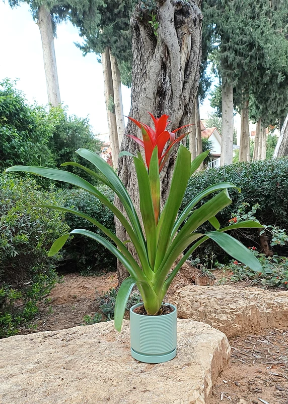 גוזמניה עם הכלי