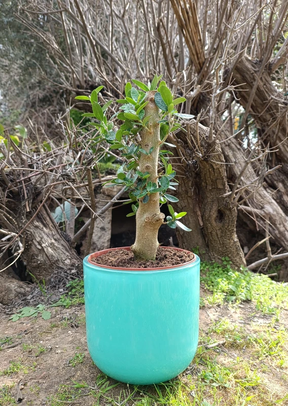 עץ הזית עם כלי