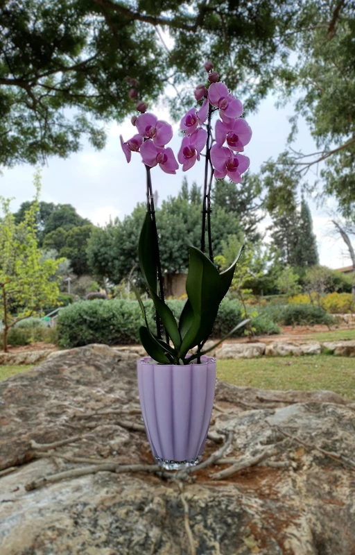 סחלב שני ענפים כולל כלי