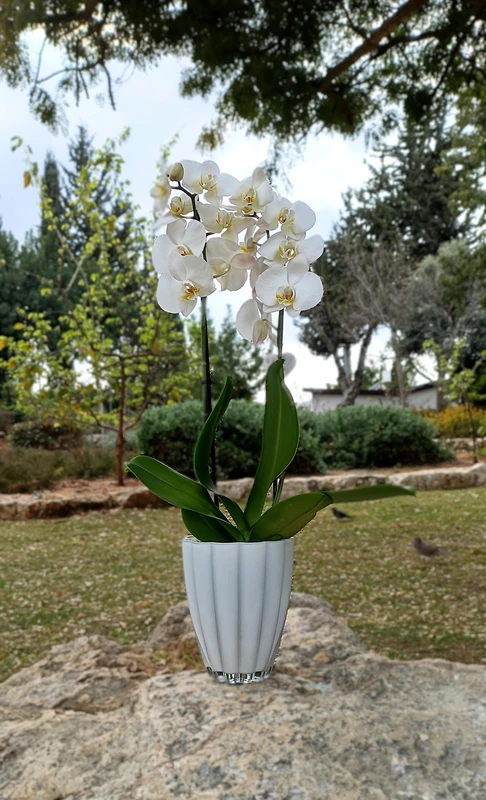 סחלב שני ענפים כולל כלי