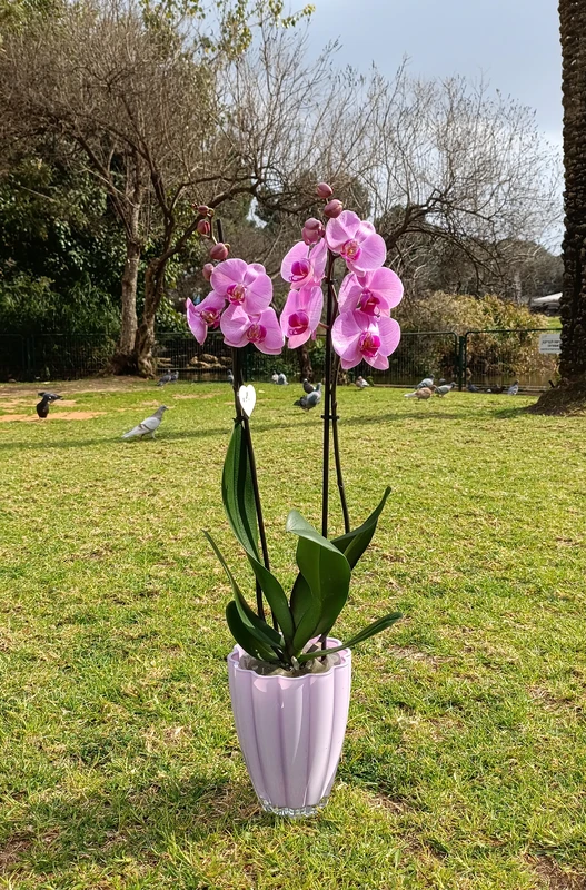 סחלב שני ענפים כולל כלי