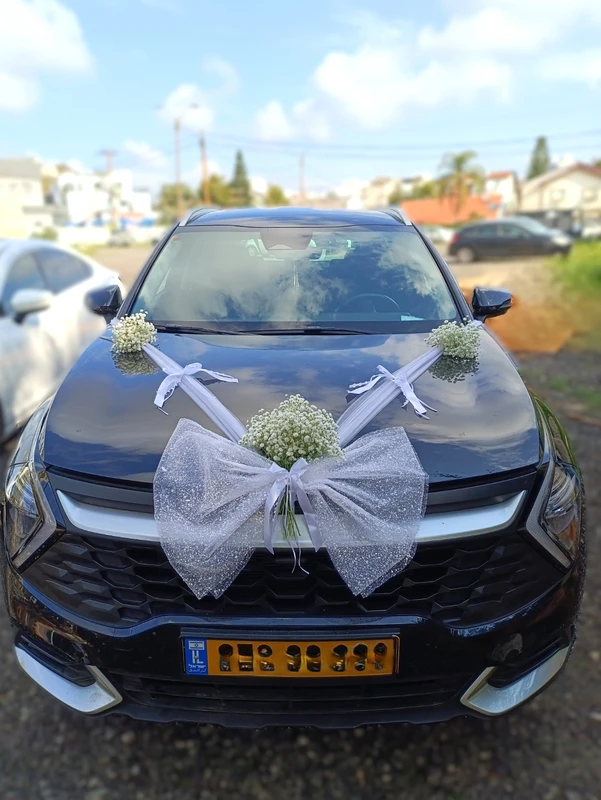 ברבור שחור בלבן Black swan in white