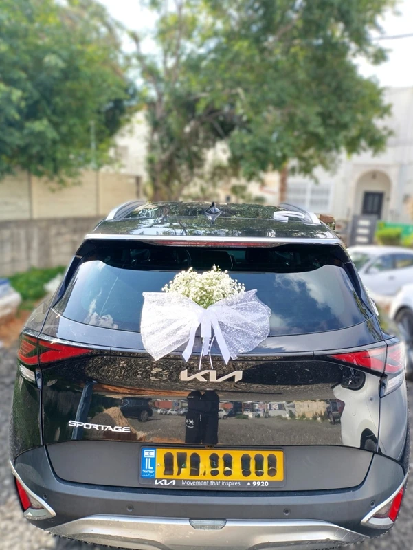 ברבור שחור בלבן Black swan in white