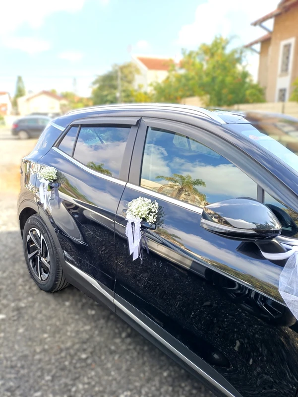 ברבור שחור בלבן Black swan in white