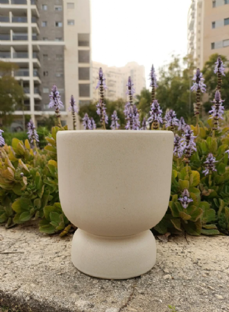 עציץ נפוליאון 15