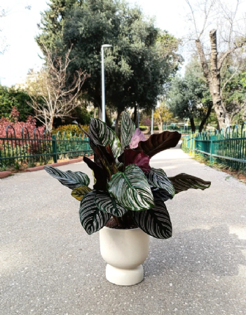 קלתאה אורנתה כולל כלי