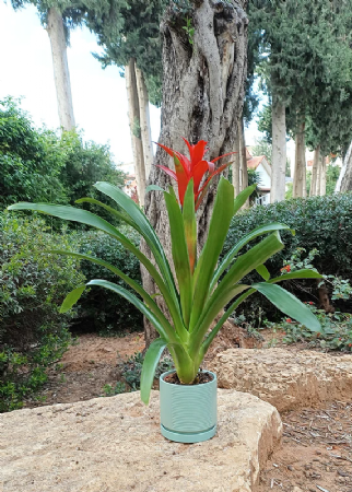 גוזמניה עם הכלי