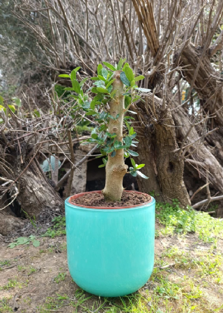 עץ הזית עם כלי