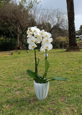 סחלב לבן שני ענפים כולל כלי