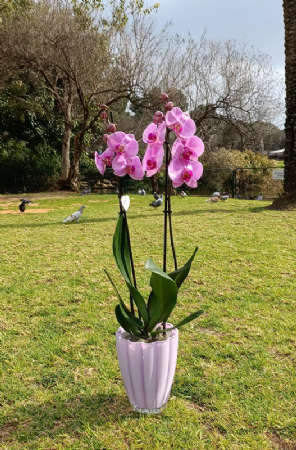 סחלב סגול שני ענפים כולל כלי