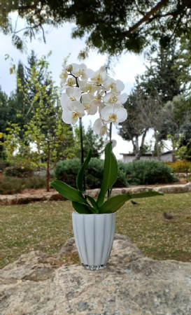 סחלב שני ענפים כולל כלי